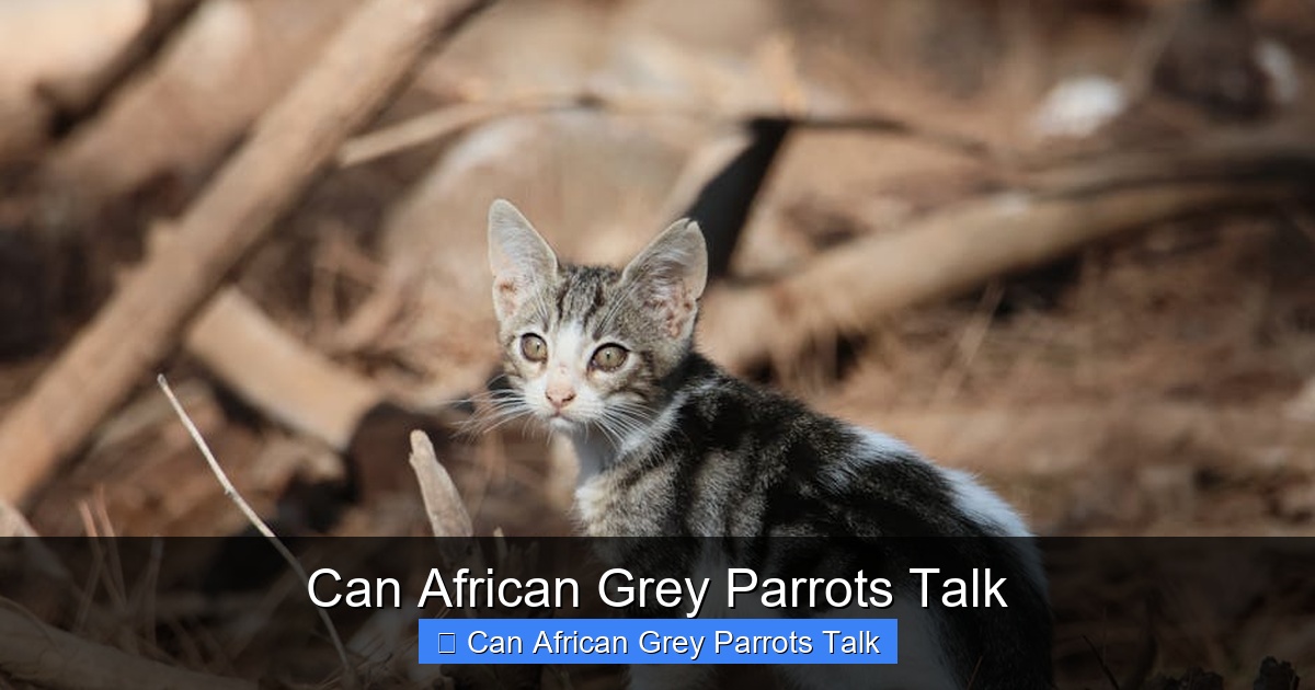Featured image for Can African Grey Parrots Talk