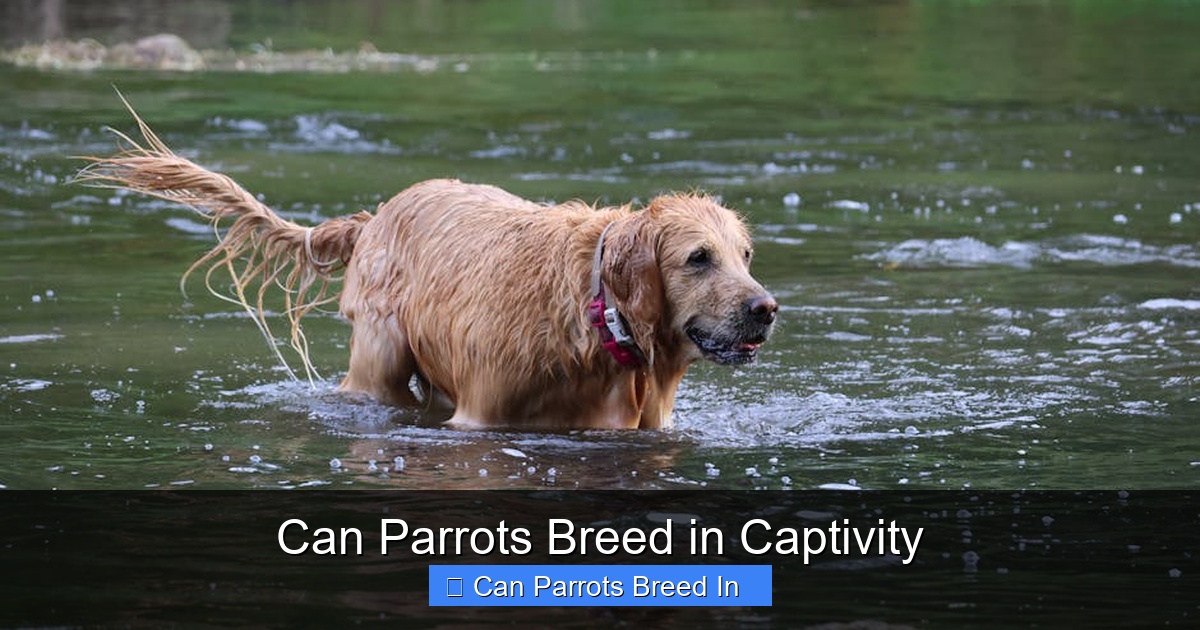 Featured image for Can Parrots Breed in Captivity
