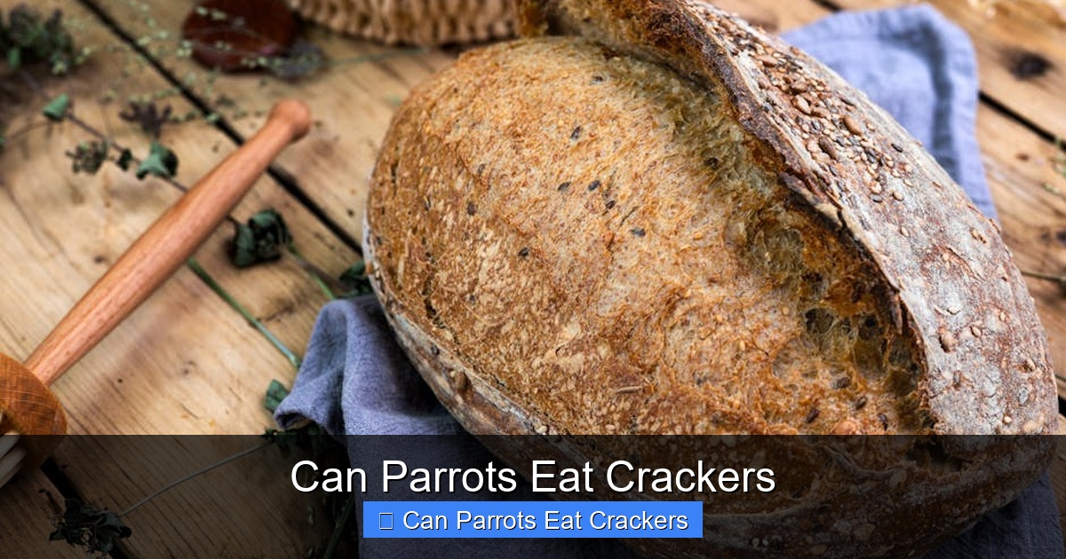 Featured image for Can Parrots Eat Crackers