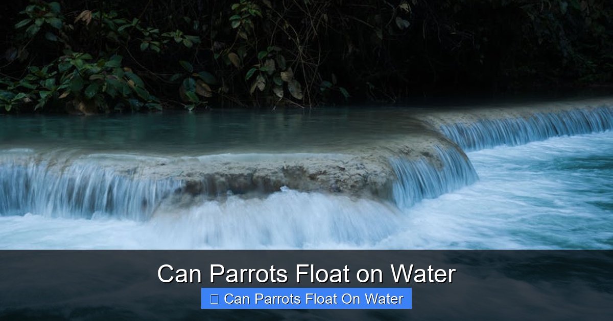 Featured image for Can Parrots Float on Water