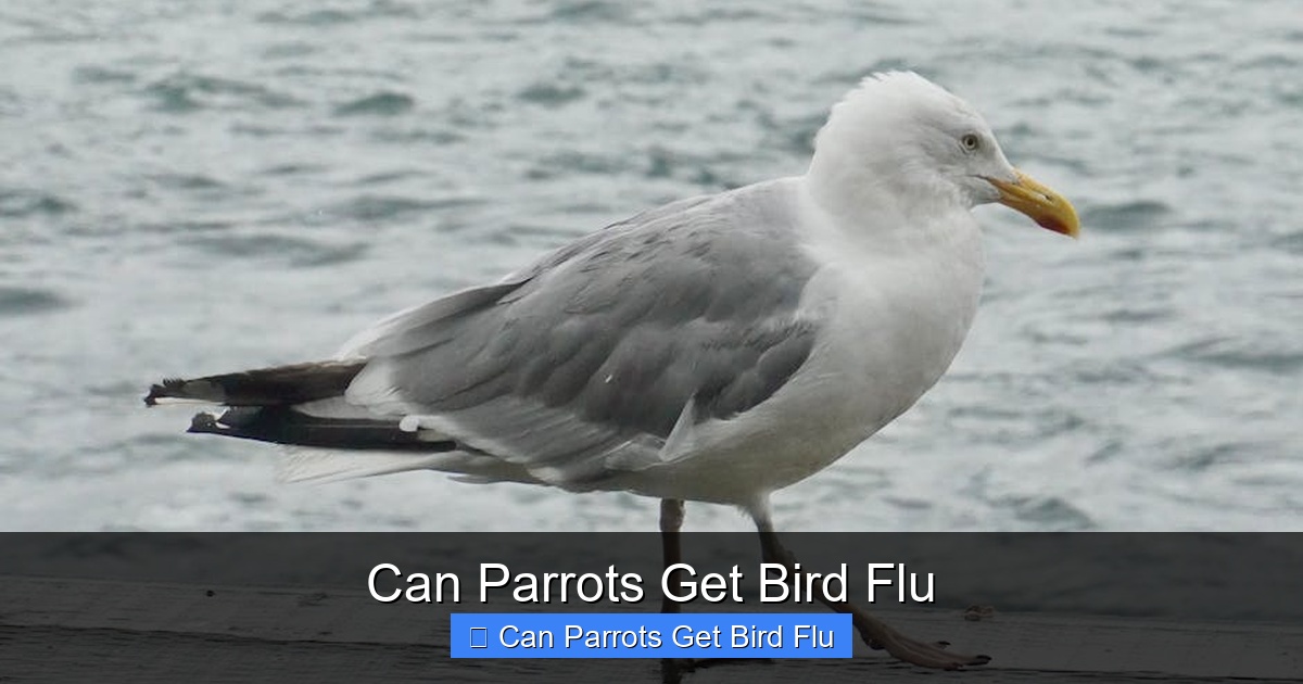 Featured image for Can Parrots Get Bird Flu