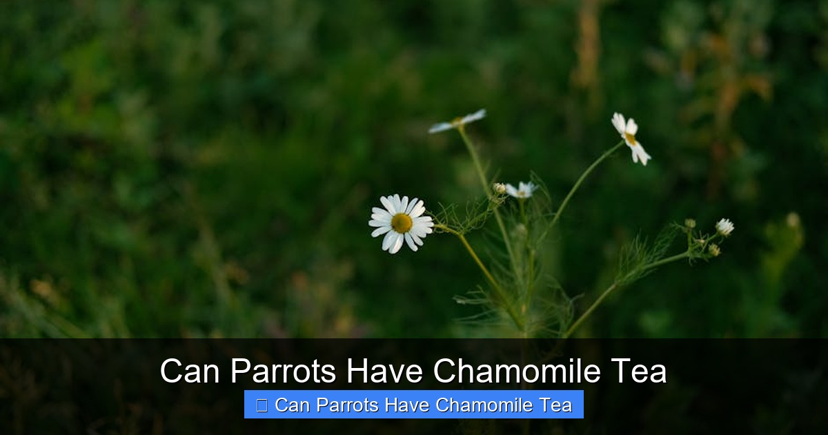 Featured image for Can Parrots Have Chamomile Tea