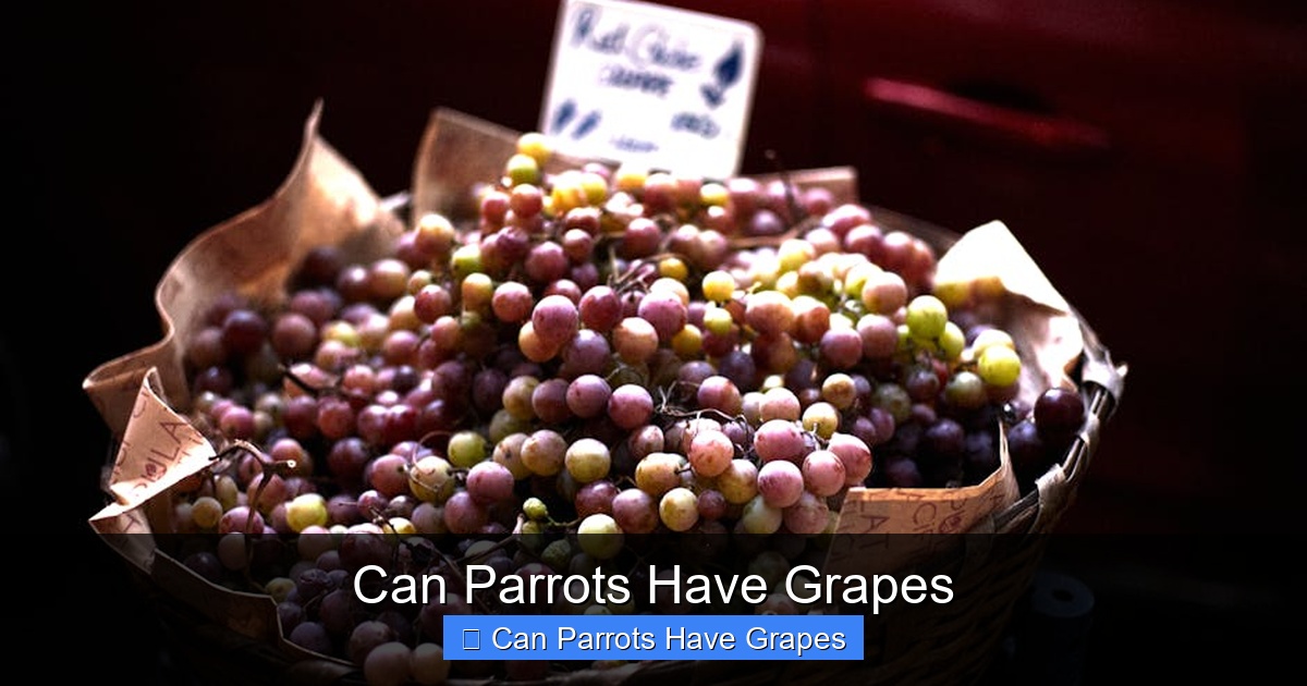 Featured image for Can Parrots Have Grapes