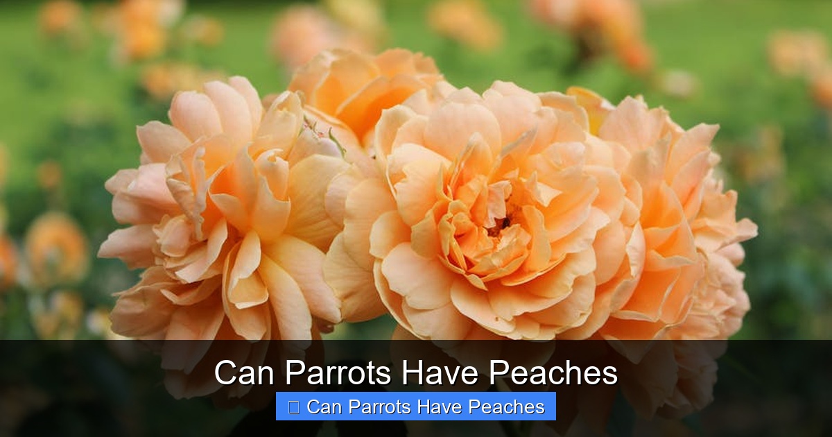 Featured image for Can Parrots Have Peaches