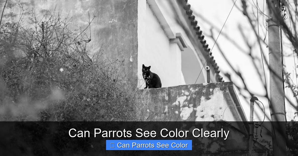 Featured image for Can Parrots See Color Clearly