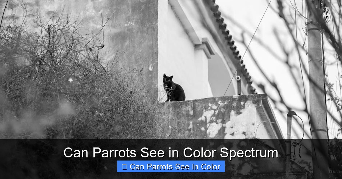 Featured image for Can Parrots See in Color Spectrum
