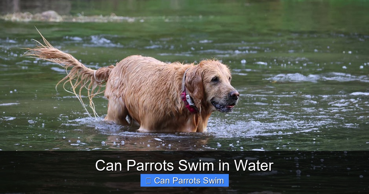 Featured image for Can Parrots Swim in Water