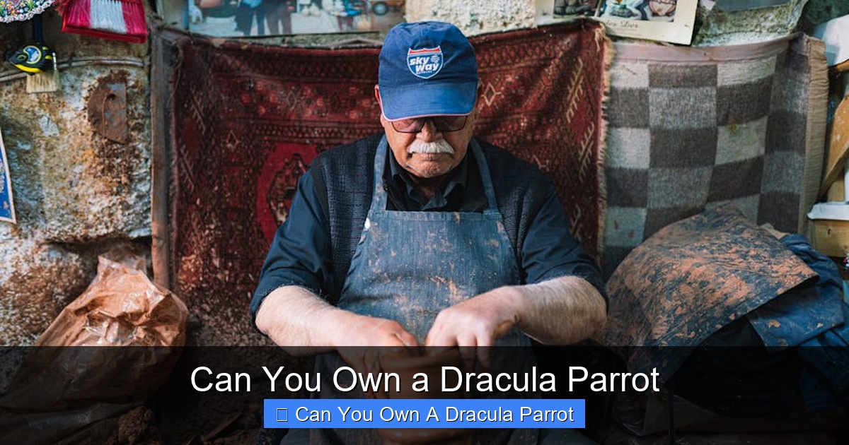 Featured image for Can You Own a Dracula Parrot