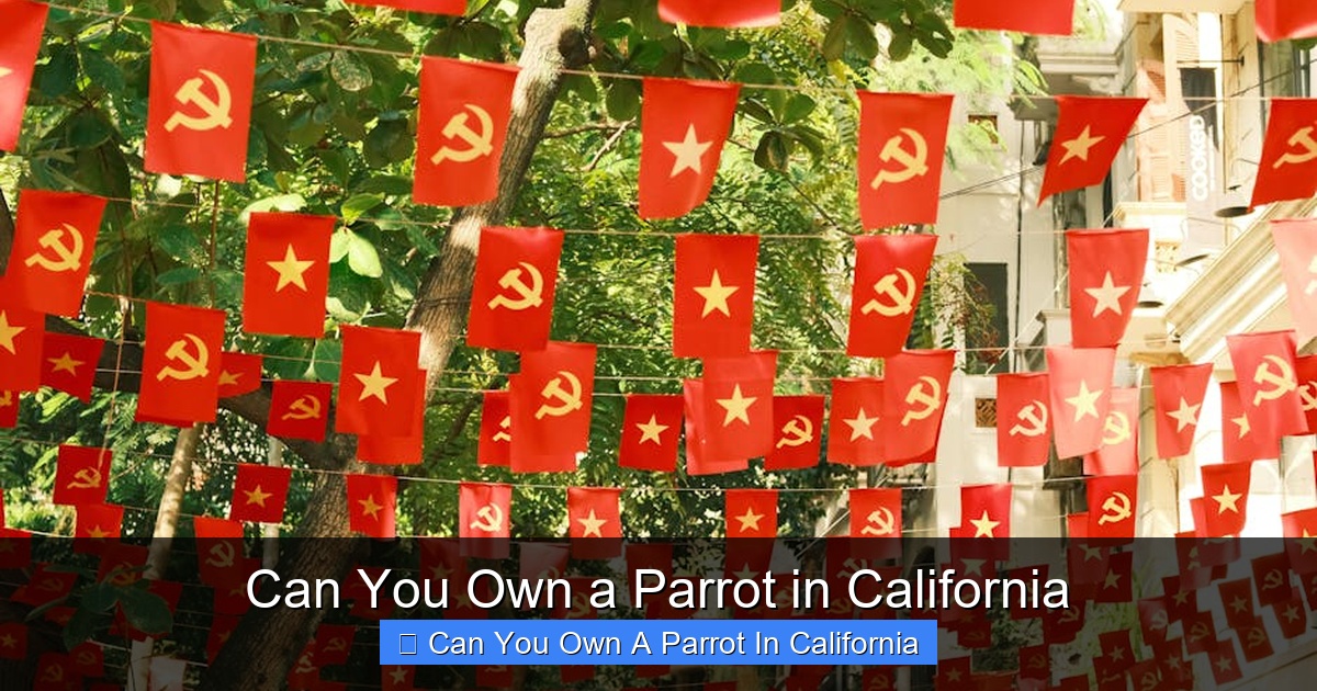 Featured image for Can You Own a Parrot in California