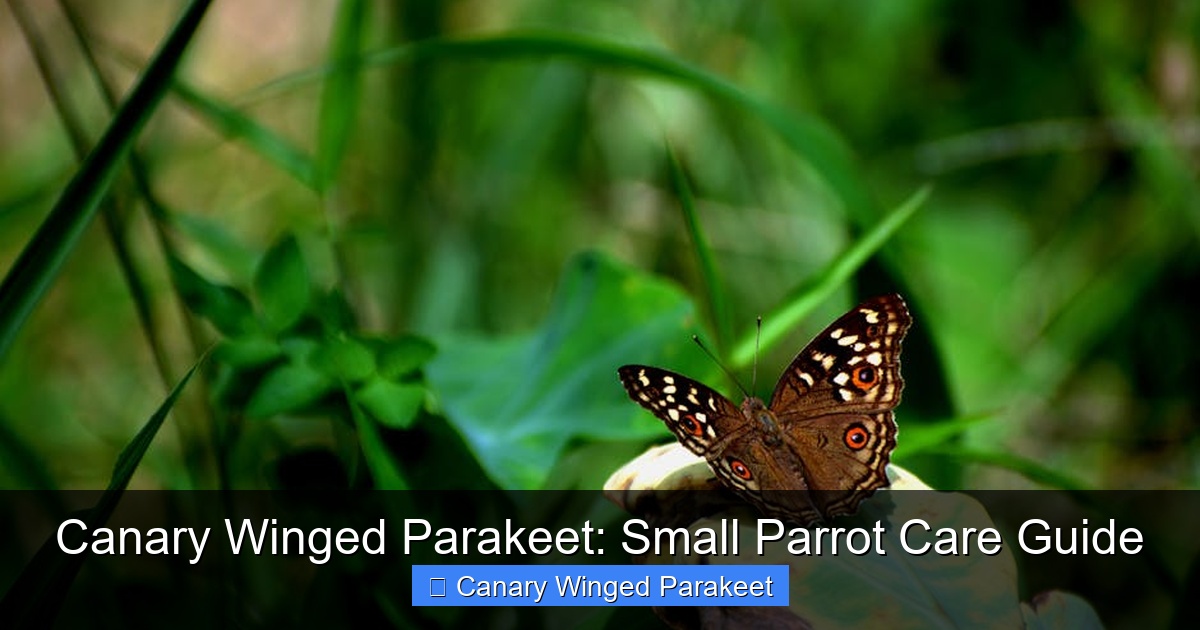 Featured image for Canary Winged Parakeet: Small Parrot Care Guide