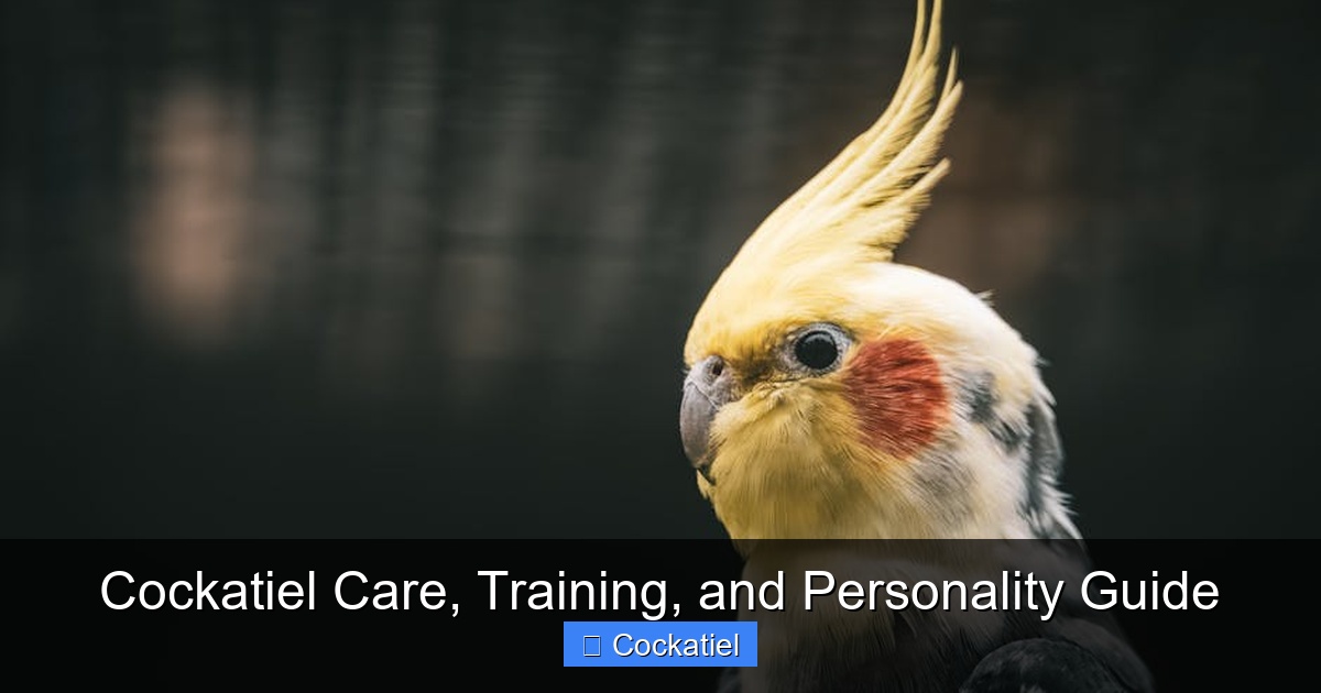 Featured image for Cockatiel Care, Training, and Personality Guide