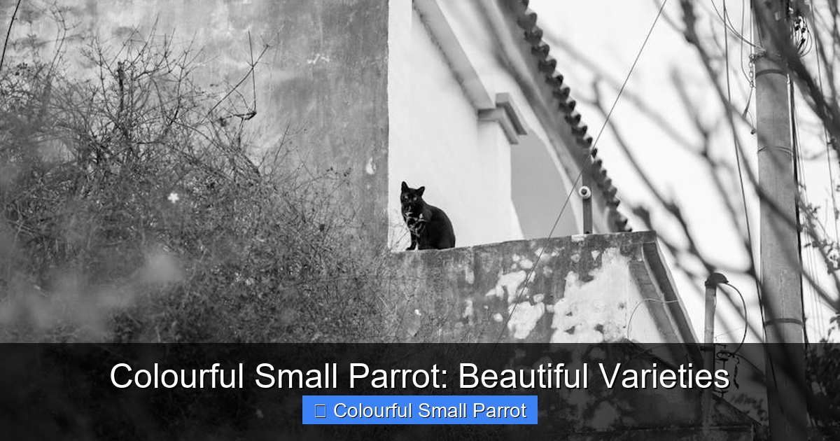 Featured image for Colourful Small Parrot: Beautiful Varieties