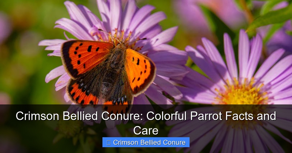 Featured image for Crimson Bellied Conure: Colorful Parrot Facts and Care
