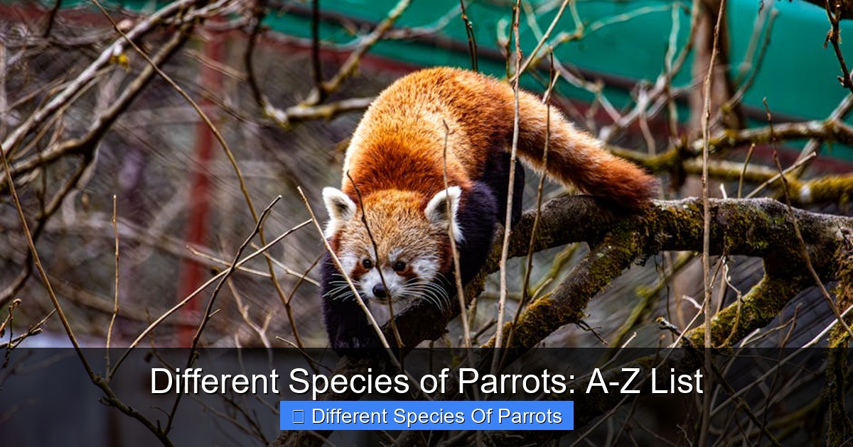 Featured image for Different Species of Parrots: A-Z List