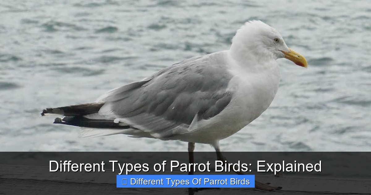 Featured image for Different Types of Parrot Birds: Explained