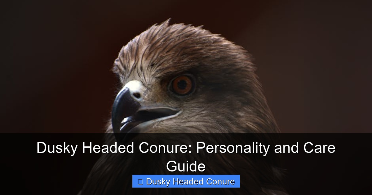 Featured image for Dusky Headed Conure: Personality and Care Guide
