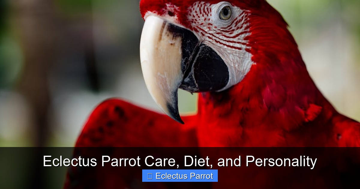 Featured image for Eclectus Parrot Care, Diet, and Personality