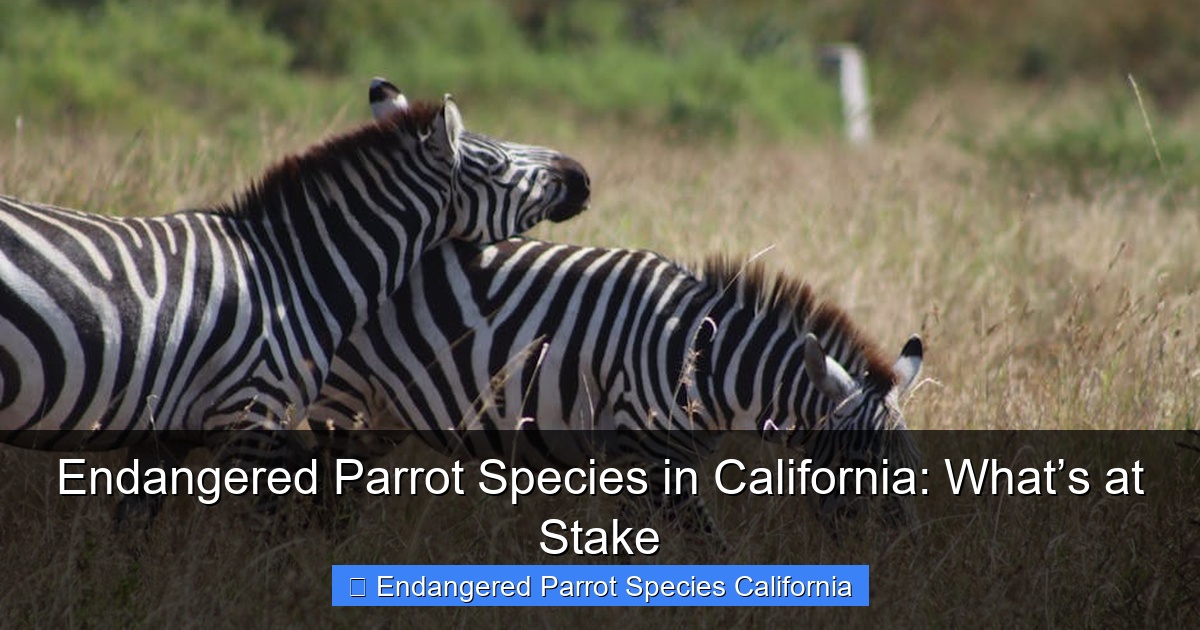 Featured image for Endangered Parrot Species in California: What’s at Stake