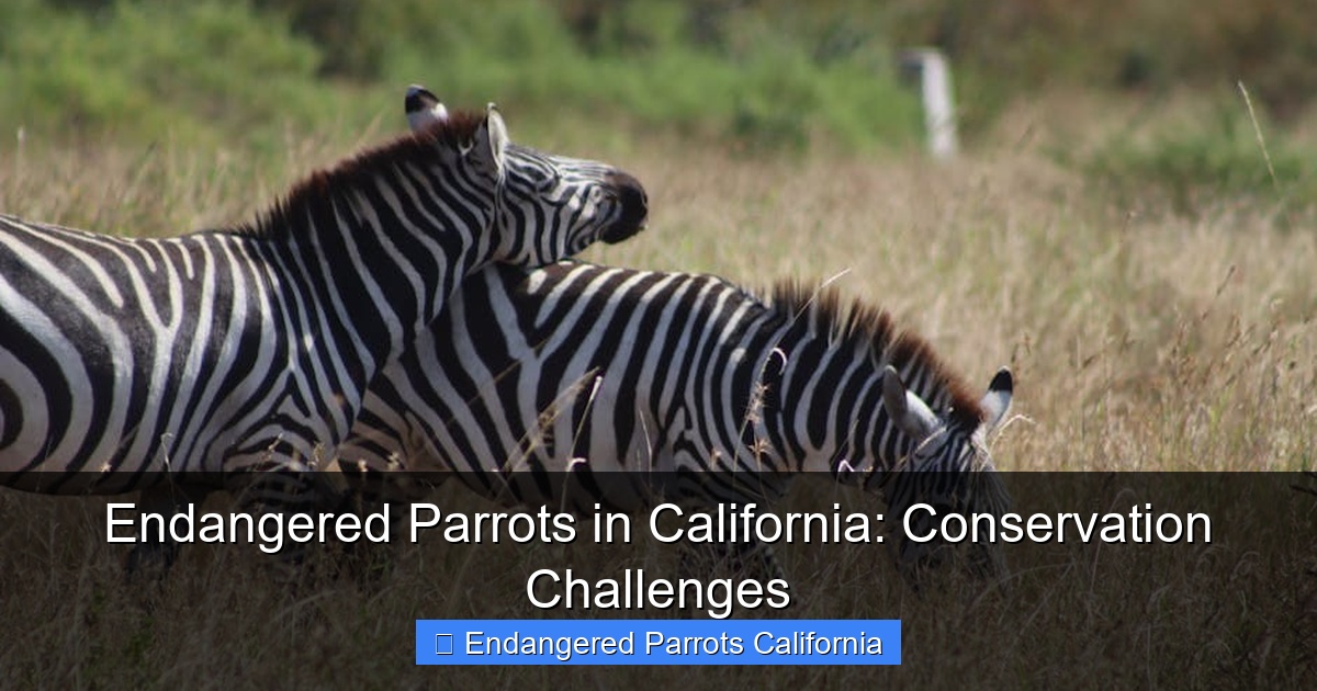 Featured image for Endangered Parrots in California: Conservation Challenges