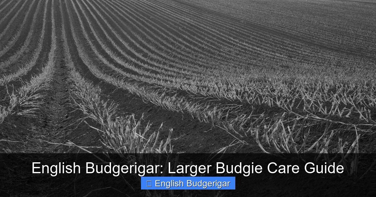 Featured image for English Budgerigar: Larger Budgie Care Guide