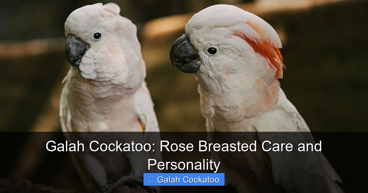 Featured image for Galah Cockatoo: Rose Breasted Care and Personality