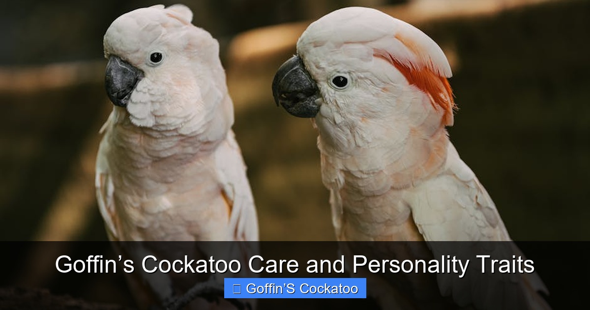 Featured image for Goffin’s Cockatoo Care and Personality Traits