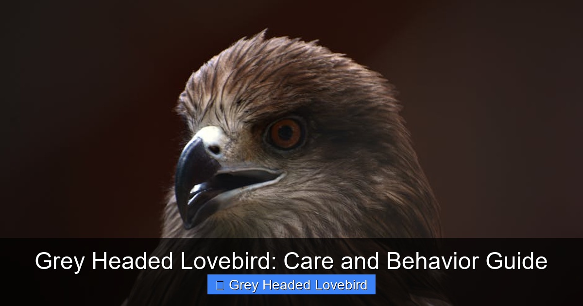 Featured image for Grey Headed Lovebird: Care and Behavior Guide