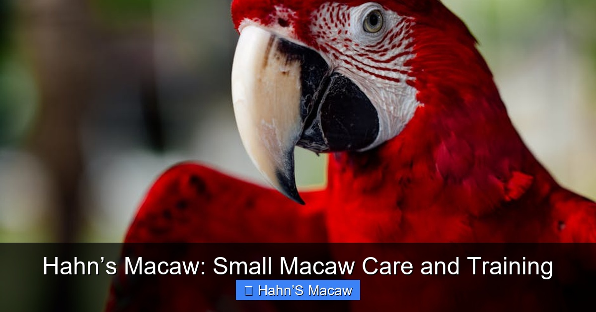 Featured image for Hahn’s Macaw: Small Macaw Care and Training