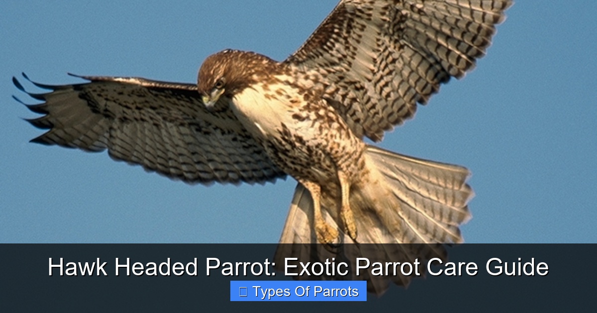 Featured image for Hawk Headed Parrot: Exotic Parrot Care Guide