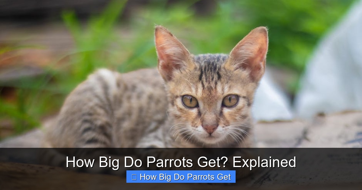 Featured image for How Big Do Parrots Get? Explained