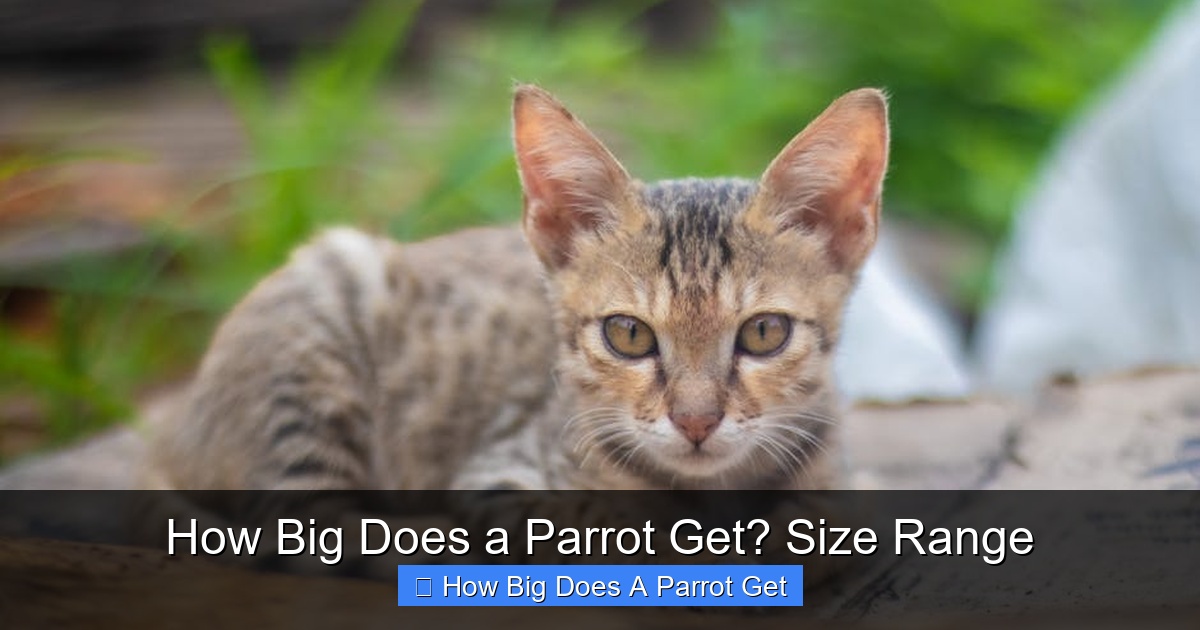 Featured image for How Big Does a Parrot Get? Size Range