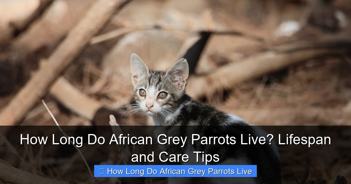 Featured image for How Long Do African Grey Parrots Live? Lifespan and Care Tips
