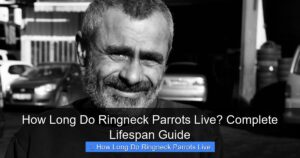 How Long Do Ringneck Parrots Live? Complete Lifespan Guide