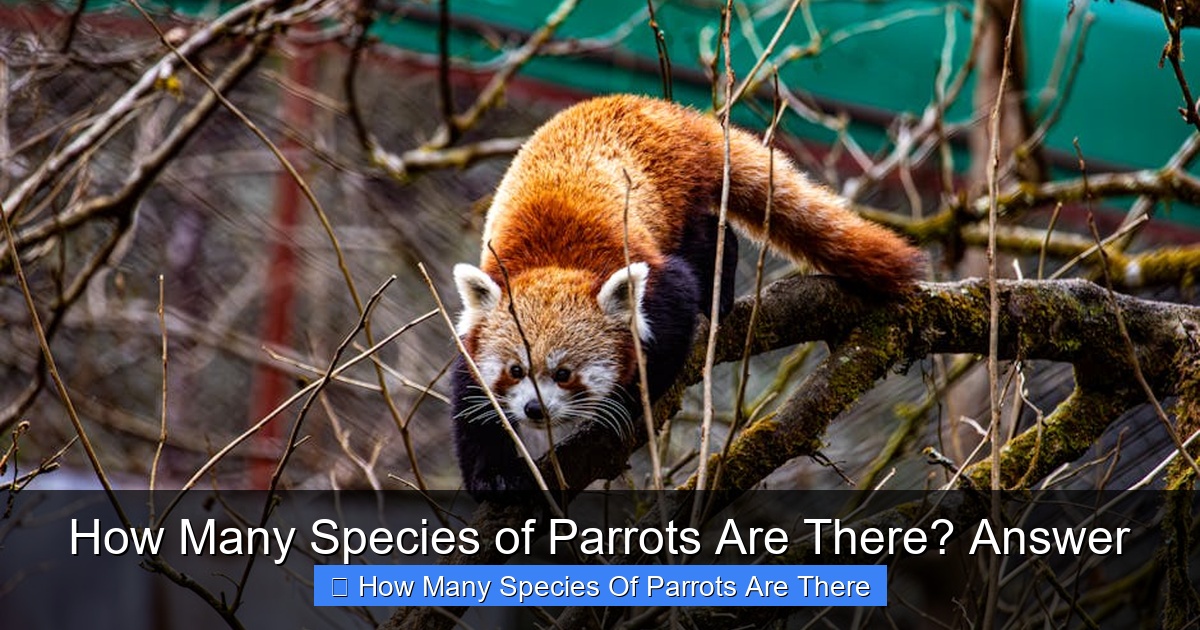 Featured image for How Many Species of Parrots Are There? Answer