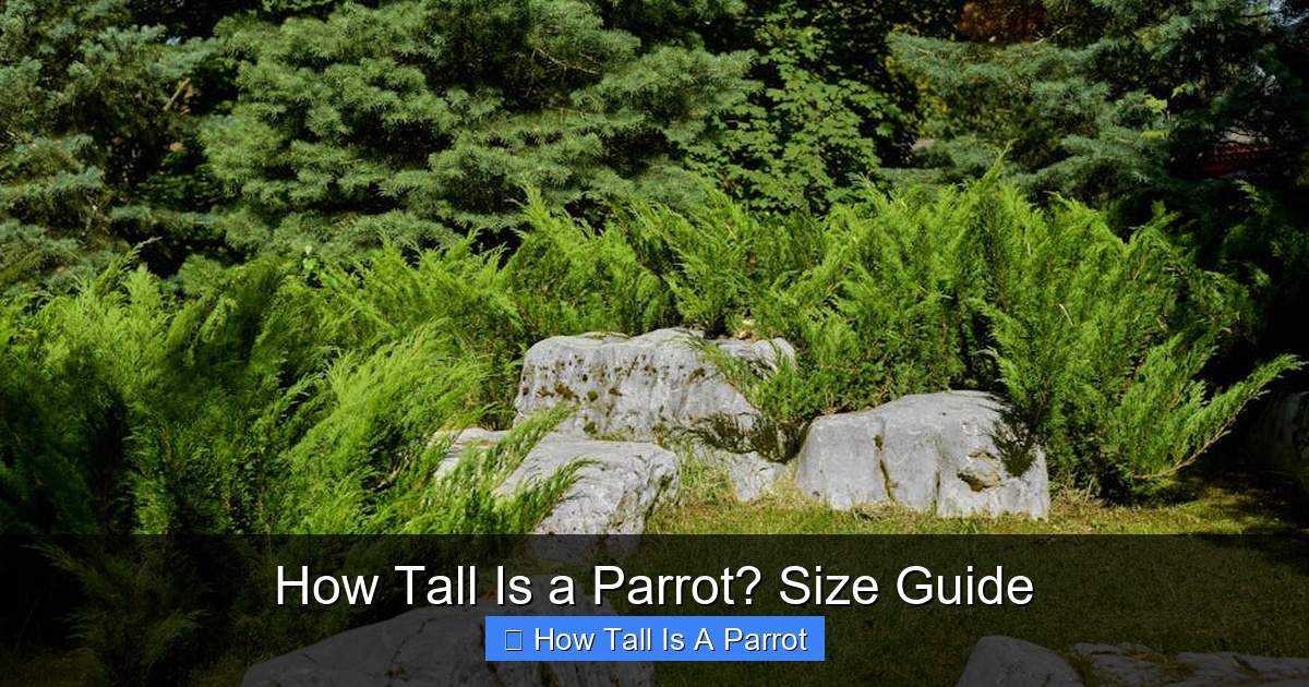 Featured image for How Tall Is a Parrot? Size Guide