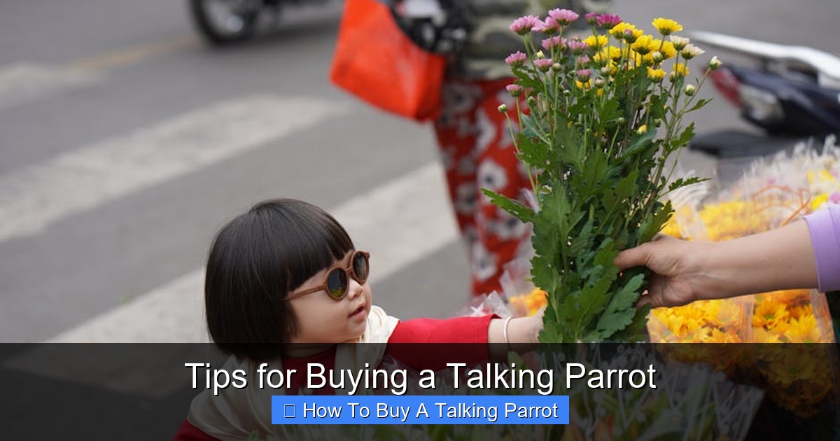 Featured image for Tips for Buying a Talking Parrot