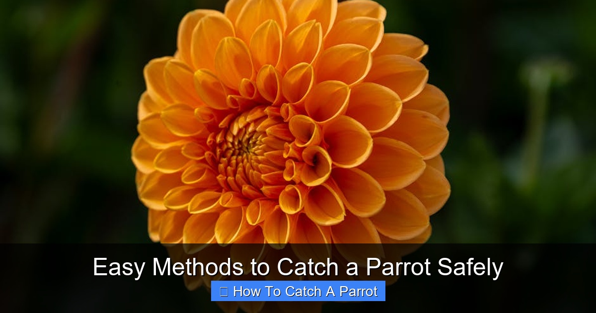 Featured image for Easy Methods to Catch a Parrot Safely