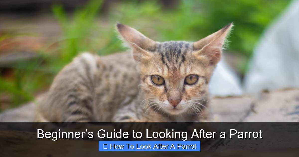 Featured image for Beginner’s Guide to Looking After a Parrot