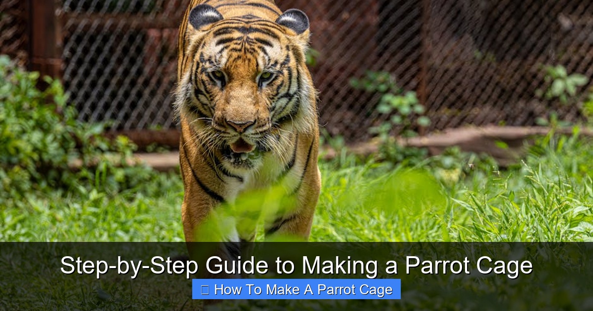 Featured image for Step-by-Step Guide to Making a Parrot Cage