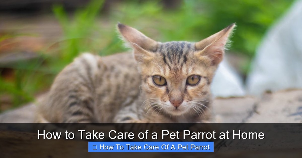 Featured image for How to Take Care of a Pet Parrot at Home