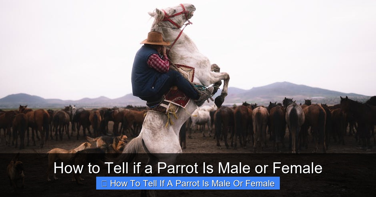 Featured image for How to Tell if a Parrot Is Male or Female