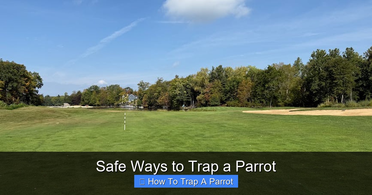 Featured image for Safe Ways to Trap a Parrot