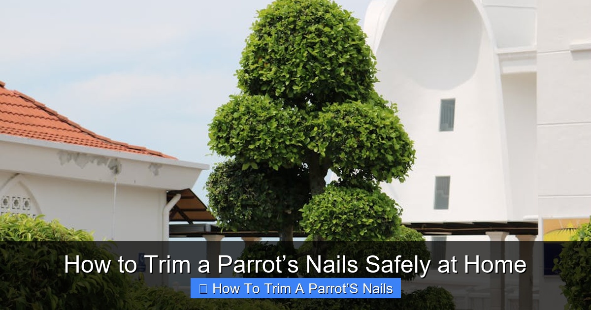 Featured image for How to Trim a Parrot’s Nails Safely at Home