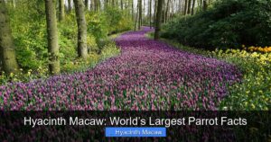 Hyacinth Macaw: World’s Largest Parrot Facts - californiaflocks.org