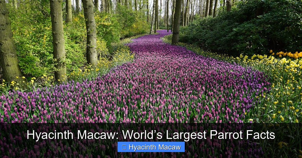 Featured image for Hyacinth Macaw: World’s Largest Parrot Facts