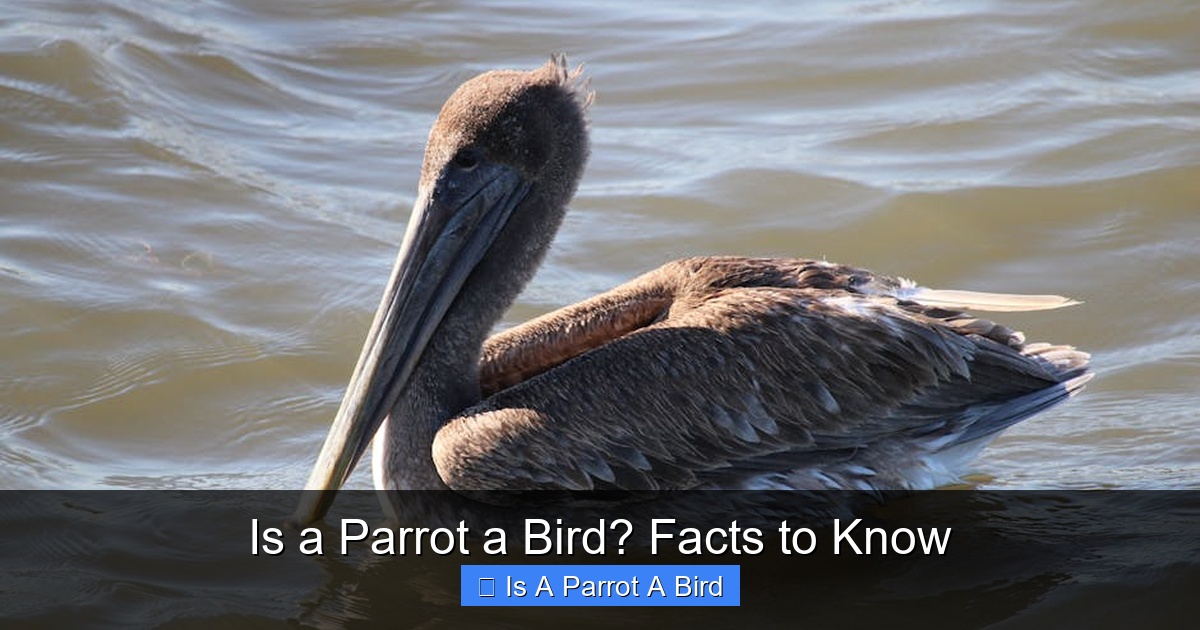 Is a Parrot a Bird? Facts to Know