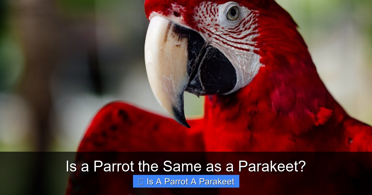 Is a Parrot the Same as a Parakeet?