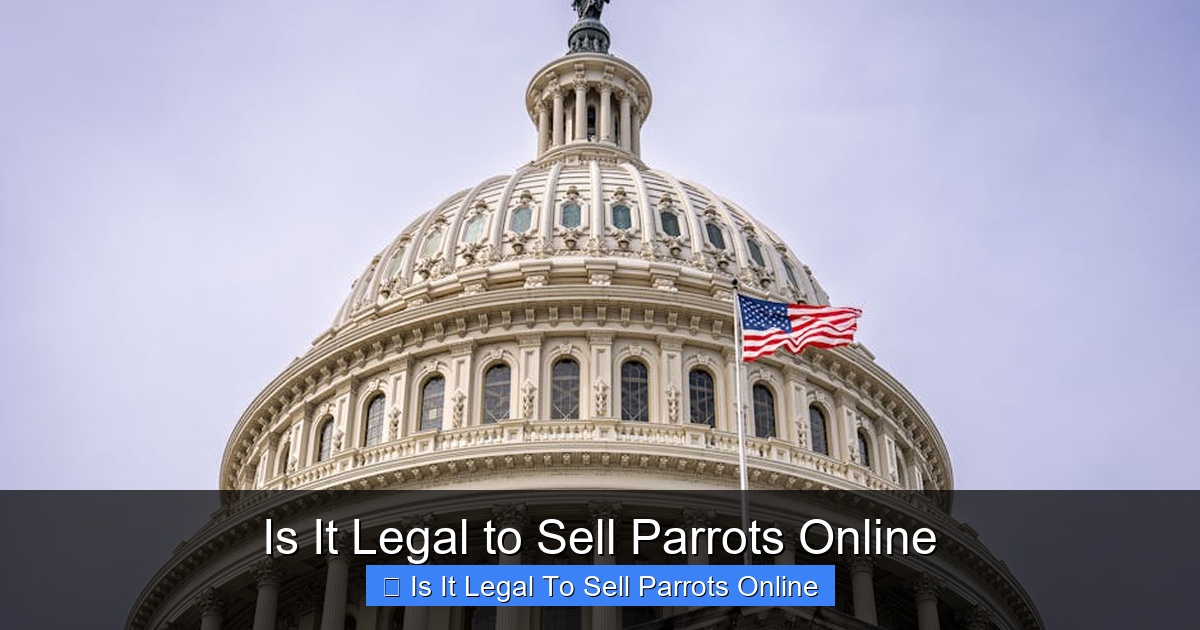Featured image for Is It Legal to Sell Parrots Online