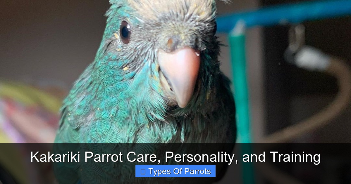 Featured image for Kakariki Parrot Care, Personality, and Training