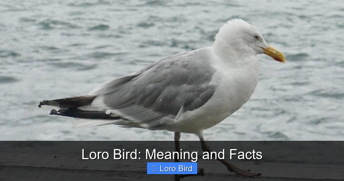Featured image for Loro Bird: Meaning and Facts